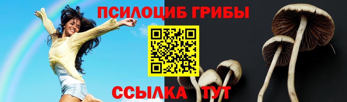Псилоцибиновые грибы Psilocybine cubensis Коркино